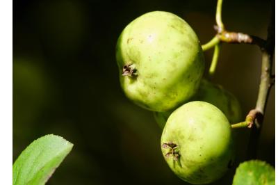 <i>Malus sylvestris</i>