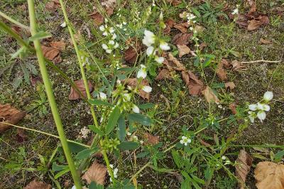 <i>Melilotus albus</i>
