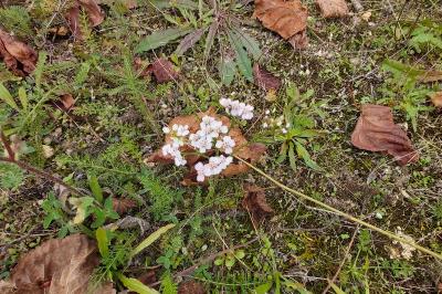 <i>Achillea millefolium</i>