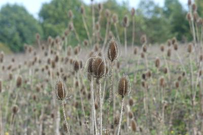 <i>Dipsacus fullonum</i>