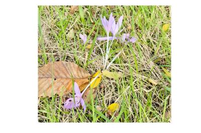 <i>Colchicum autumnale</i>