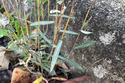<i>Lactuca saligna</i>