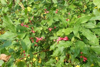<i>Euonymus europaeus</i>