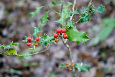 <i>Ilex aquifolium</i>