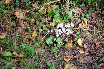 <i>Cyclamen hederifolium</i>