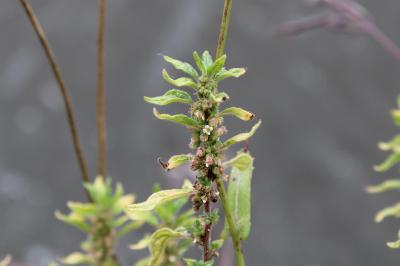 <i>Parietaria judaica</i>