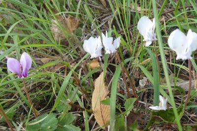 <i>Cyclamen hederifolium</i>