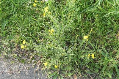 <i>Senecio inaequidens</i>