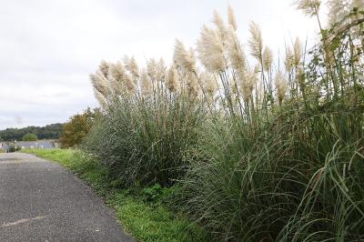 <i>Cortaderia selloana</i>