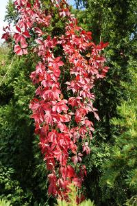 <i>Parthenocissus quinquefolia</i>