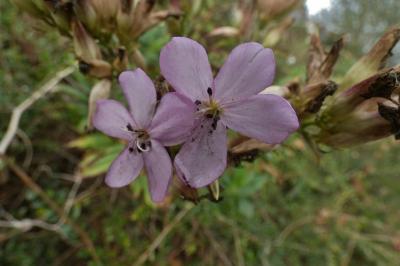 <i>Saponaria officinalis</i>
