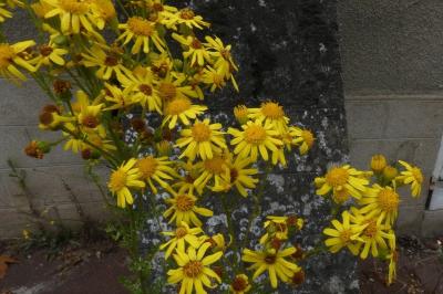 <i>Jacobaea vulgaris</i>