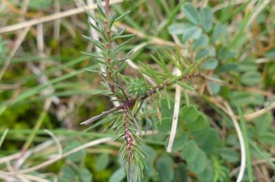 <i>Linum appressum</i>