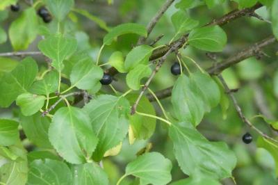 <i>Rhamnus cathartica</i>