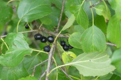 <i>Rhamnus cathartica</i>