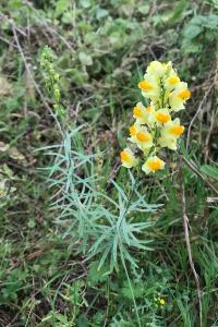 <i>Linaria vulgaris</i>