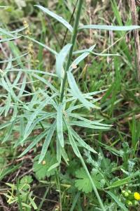<i>Linaria vulgaris</i>