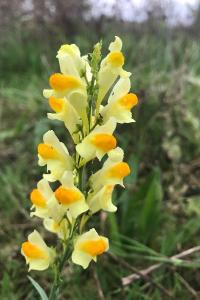 <i>Linaria vulgaris</i>