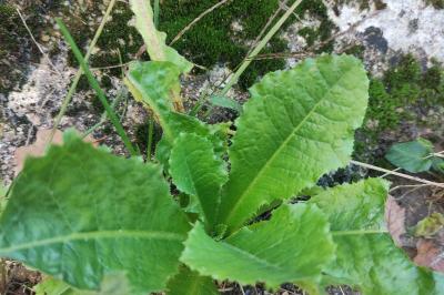 <i>Lactuca virosa</i>