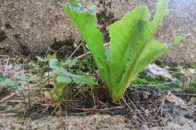 <i>Lactuca virosa</i>