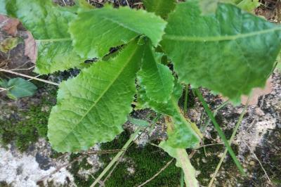 <i>Lactuca virosa</i>