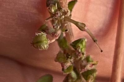 <i>Euphorbia prostrata</i>
