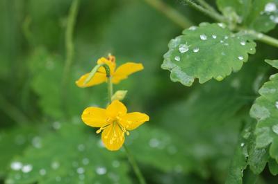 <i>Chelidonium majus</i>