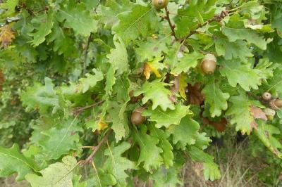 <i>Quercus petraea</i>
