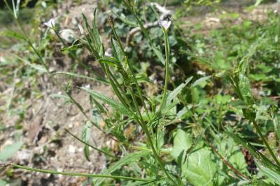<i>Epilobium tetragonum</i>