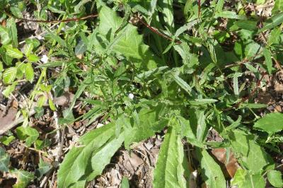 <i>Epilobium tetragonum</i>