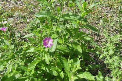 <i>Epilobium hirsutum</i>