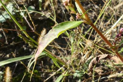 <i>Persicaria maculosa</i>