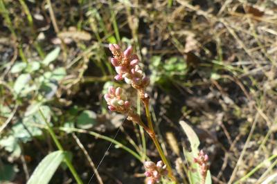 <i>Persicaria maculosa</i>