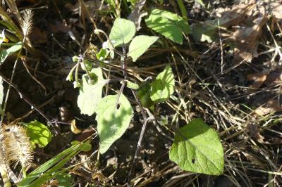 <i>Solanum nigrum</i>