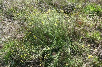 <i>Senecio inaequidens</i>