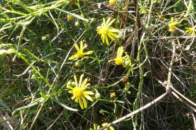 <i>Senecio inaequidens</i>