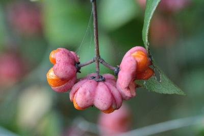 <i>Euonymus europaeus</i>