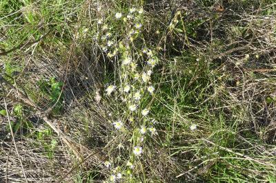 <i>Erigeron annuus</i>