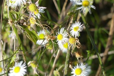<i>Erigeron annuus</i>