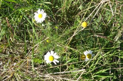 <i>Tripleurospermum inodorum</i>