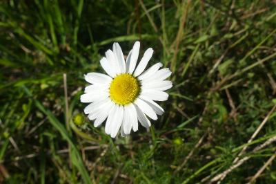 <i>Tripleurospermum inodorum</i>