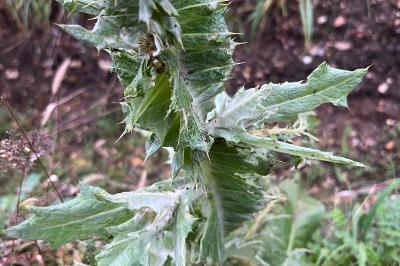 <i>Onopordum acanthium</i>