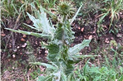 <i>Onopordum acanthium</i>