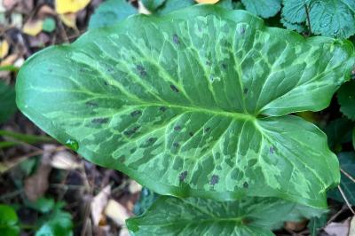 <i>Arum maculatum</i>