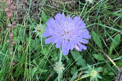 <i>Knautia arvensis</i>