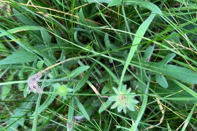<i>Knautia arvensis</i>