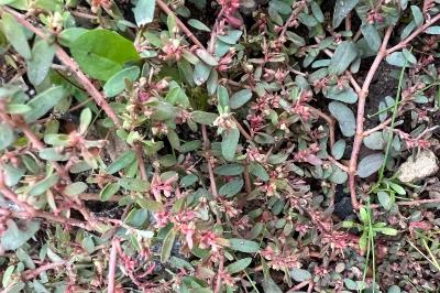 <i>Euphorbia maculata</i>