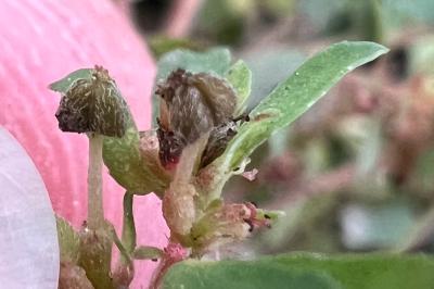 <i>Euphorbia maculata</i>