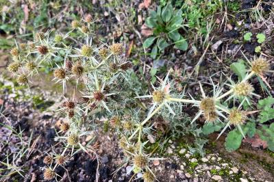 <i>Eryngium campestre</i>