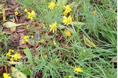 <i>Senecio inaequidens</i>